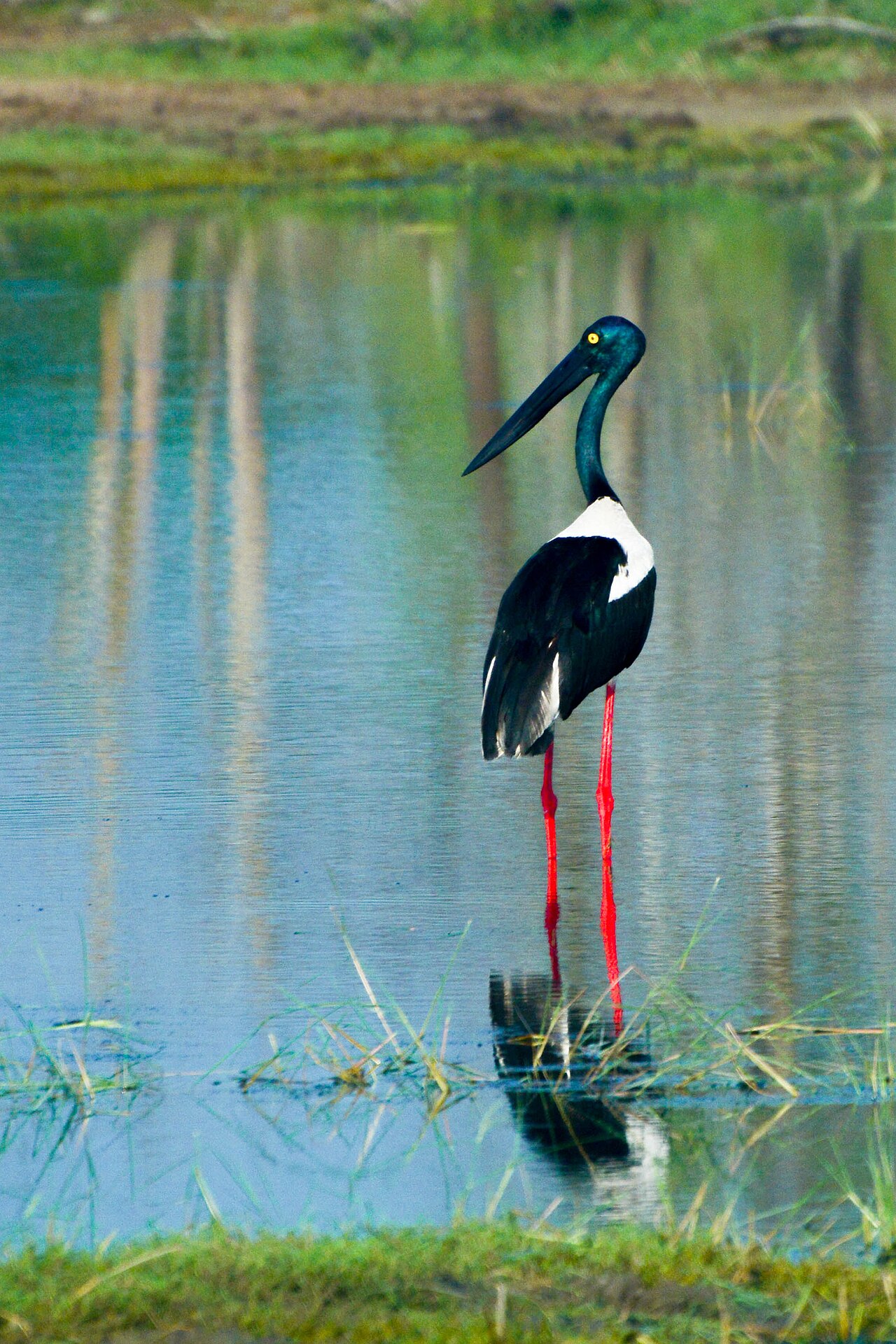 Extremely rare black-necked stork photographed standing in Kumana lagoon