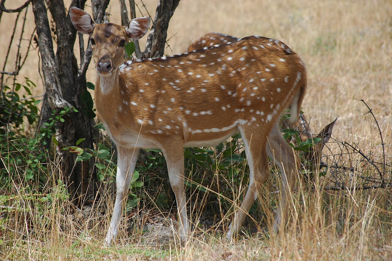 Herd of Ceylon spotted deer grazing in morning mist in Kumana National Park