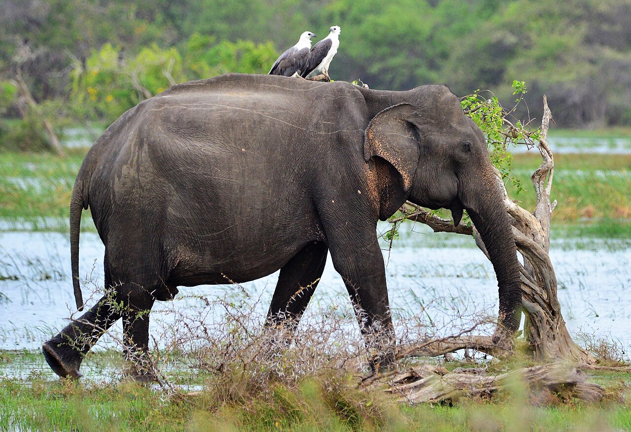 Sri Lankan wild elephant grazing with white-bellied sea eagles at a Kumana waterhole