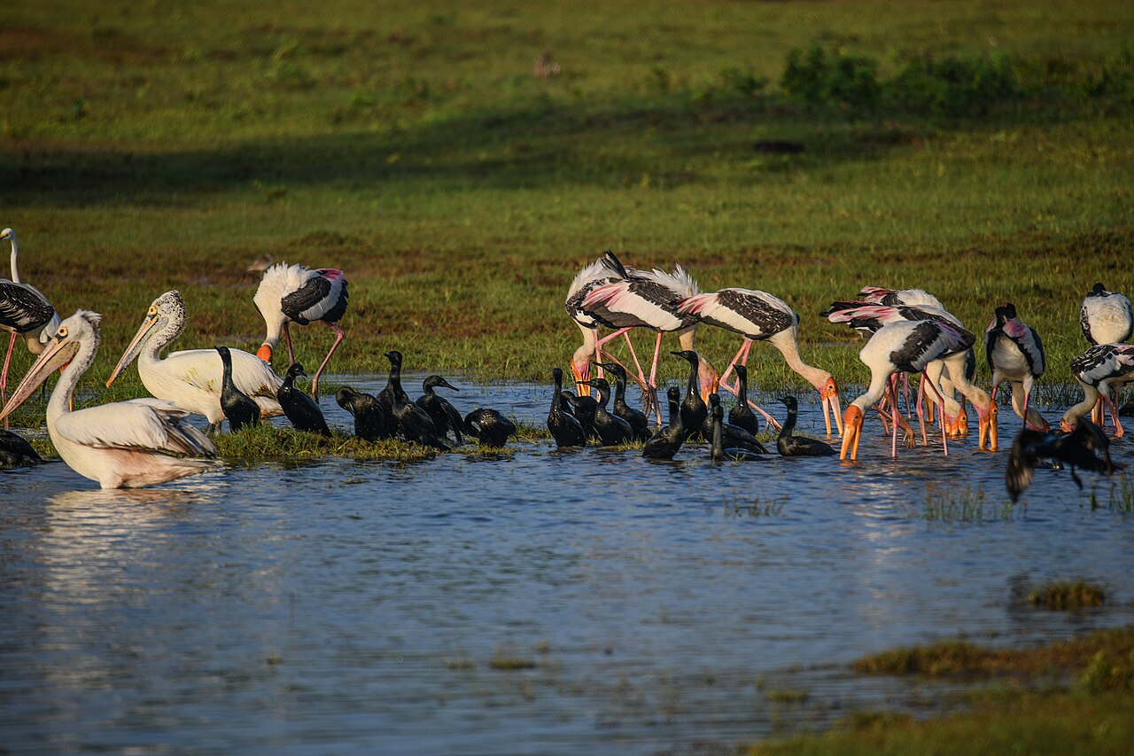 Feeding frenzy of cormorants, painted storks and spot-billed pelicans at Kumana Villu swamp