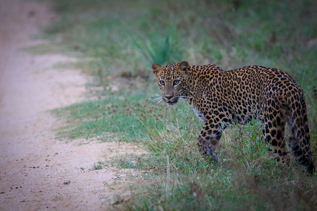 Sri Lankan leopard prowling through Kumana National Park wilderness