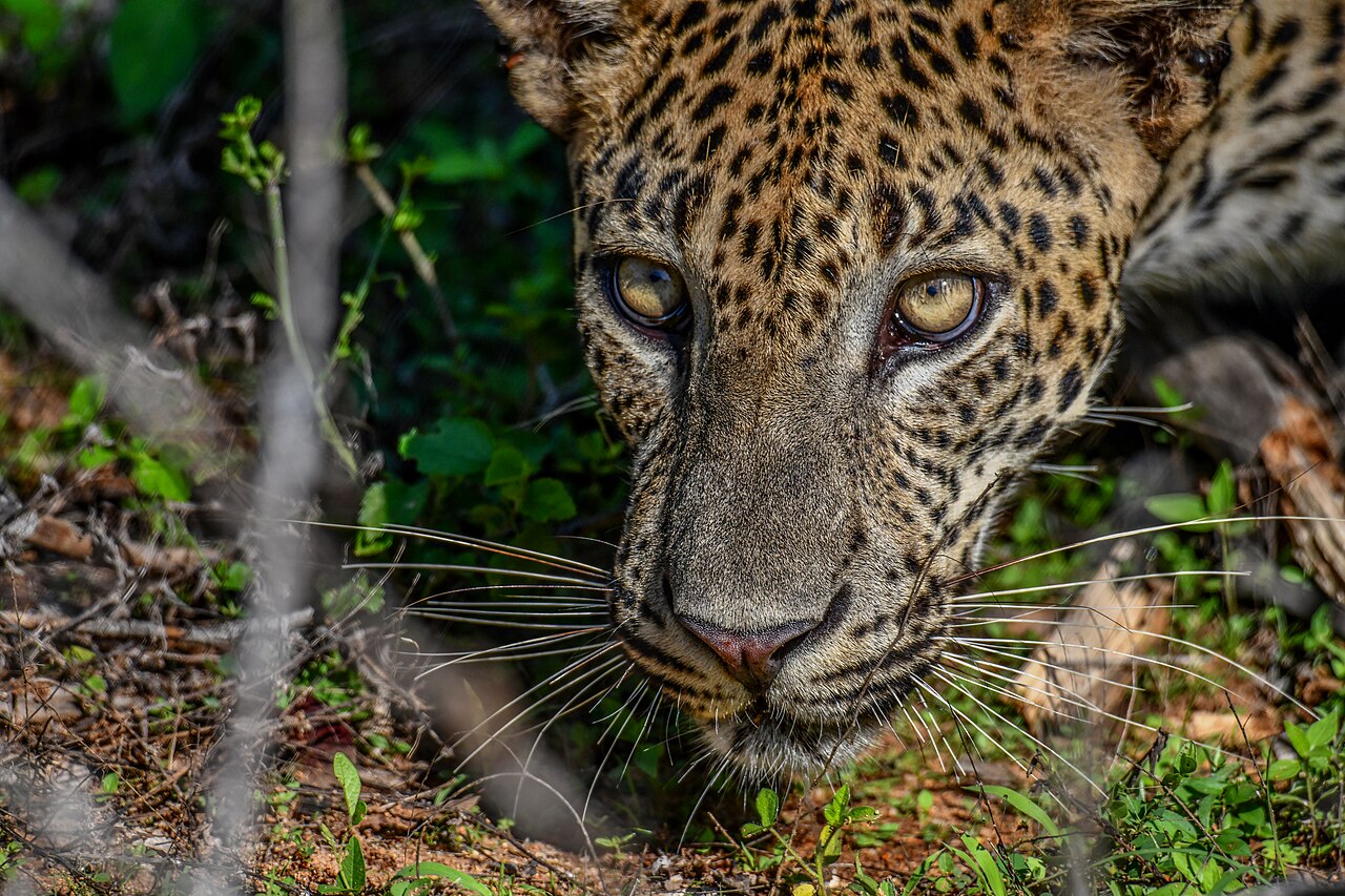 Sri Lankan leopard resting safely in high branch canopy at Kumana