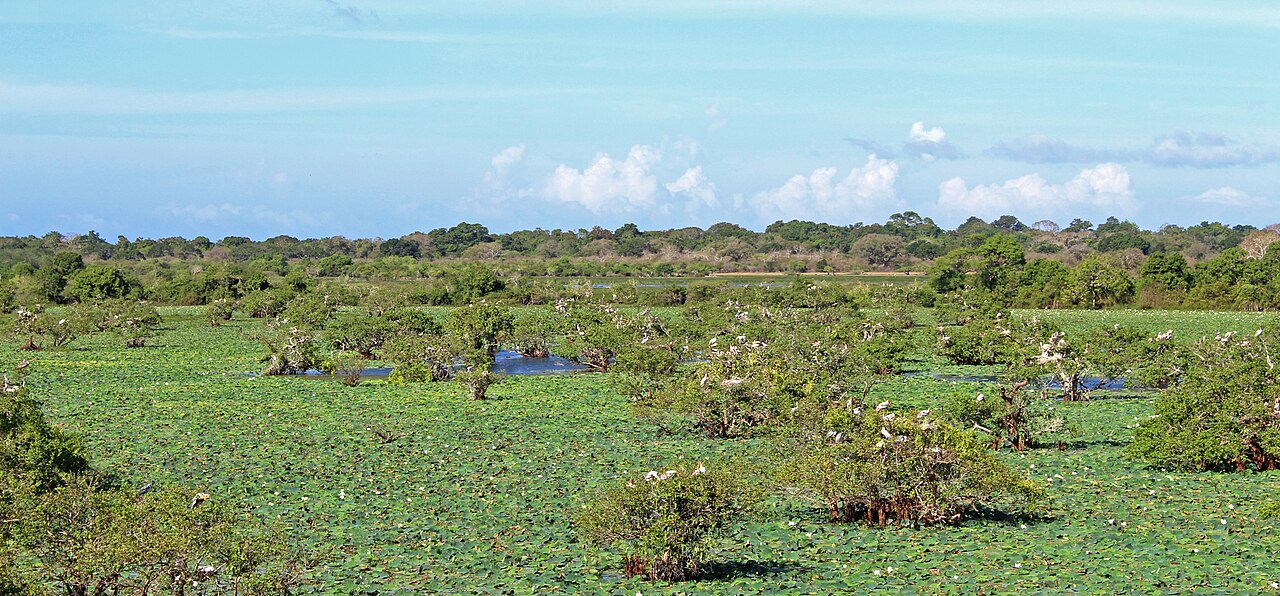 Panorama of Bird Paradise Lake reflecting the sky in Kumana National Park