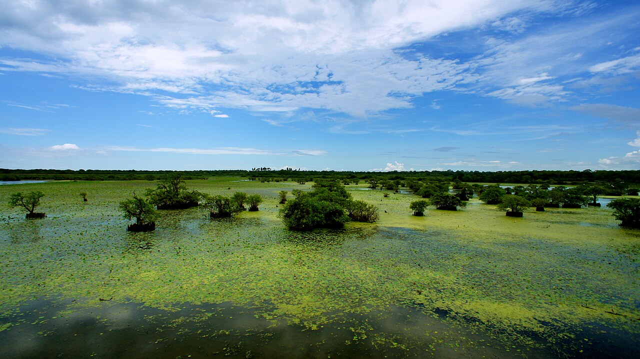 Vast tropical wetland lagoon in Kumana National Park